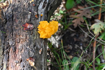 Sierra del Rincón , de setas 