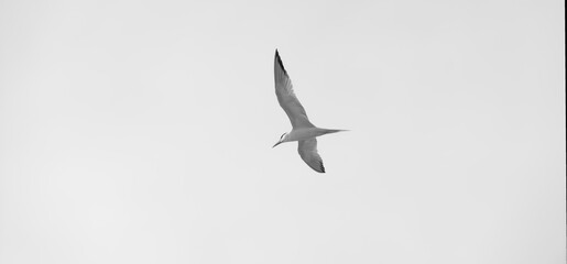 Bird Flying Inspirational Soaring Freedom Uplifting Divine Hope Motivational Banner