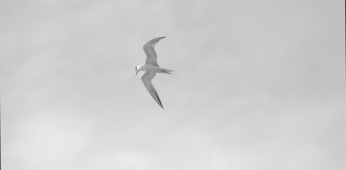 Bird Flying Inspirational Soaring Freedom Uplifting Divine Hope Motivational Banner