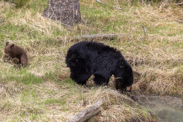Black Bear Sow and Cub at a Pond in Springtime in Yellowstone National park Wyoming
