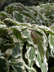 Closeup of leaves of varigated leaves of Cornus kousa 'Wolf Eyes'