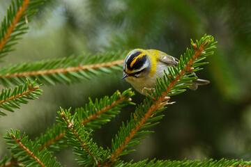 Common firecrest standing on a Spruce branch and looking for food on a spring day in a boreal forest in Estonia, Northern Europe