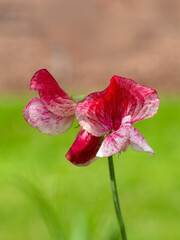 Closeup of flowers of Sweet Pea Lathyrus odoratus 'America' in a garden in early summer