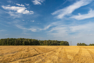 Obraz premium A field of golden wheat with a clear blue sky in the background