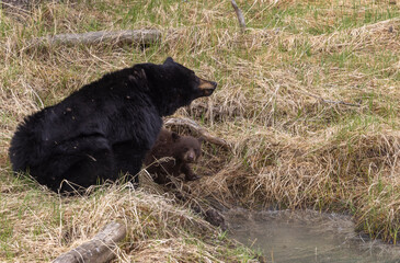 Black Bear Sow and Cub at a Pond in Springtime in Yellowstone National park Wyoming