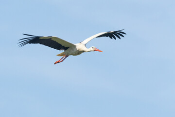 A carnivore White stork in flight on a sunny day in rural Estonia, Northern Europe
