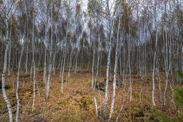 Fototapeta premium A forest of birch trees with leaves on the ground