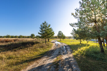 A dirt road in a field with trees and a clear blue sky