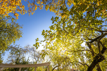 The sky is blue and the sun is shining through the leaves of the trees