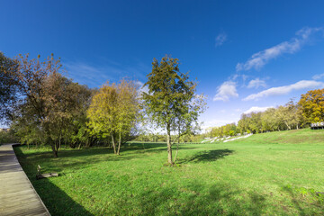 A park with a large tree in the middle of the grass