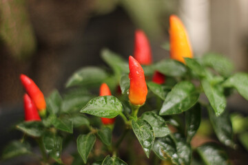 Chili on the tree colorful planting in garden Organic homegrown ready to be picked.