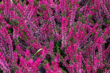 Beautiful lilac and red, orange and white heather blossoms closeup. Autumn flowers heather background. A full frame photograph of heather. Texture.