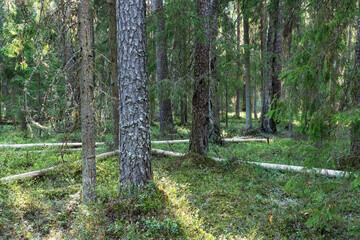 An old coniferous forest mainly consisting of Scots pine trees on a sunny spring day in rural Estonia, Northern Europe © adamikarl