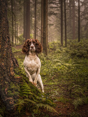 English Springer Spaniel Stands Watch in a Misty Forest