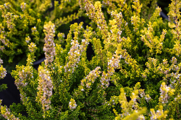 Beautiful lilac and red, orange and white heather blossoms closeup. Autumn flowers heather background. A full frame photograph of heather. Texture.