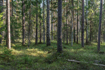An old coniferous forest mainly consisting of Scots pine trees on a sunny spring day in rural Estonia, Northern Europe © adamikarl