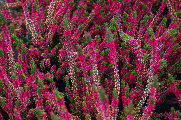 Beautiful lilac and red, orange and white heather blossoms closeup. Autumn flowers heather background. A full frame photograph of heather. Texture.