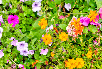 Akureyri, Iceland - August 9, 2024: Closeups of flowers in the public botanical gardens of Akureyri, Iceland
