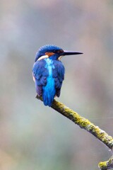Close-up of a kingfisher