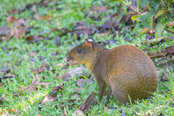 A Central American Agouti in Monteverde Costa Rica