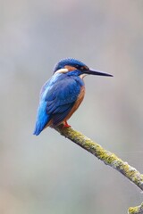 Close-up of a kingfisher