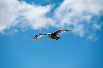 seagull in flight