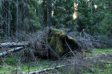 A group of fallen old trees in a primeval forest in Estonia, Northern Europe