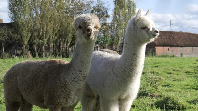Two adorable alpacas exploring a sunny pasture in rural countryside during a bright afternoon