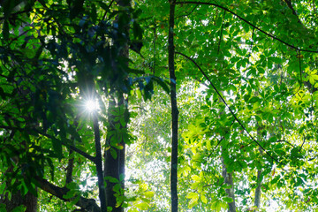 tree with sun rays in the forest