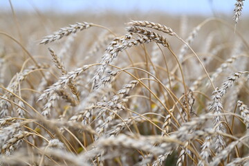 Fototapeta premium wheat, field, agriculture, nature, grain, crop, plant, grass, cereal, summer, farm, yellow, golden, harvest, sky, landscape, corn, food, rural, bread, gold, barley, natural, straw, seed