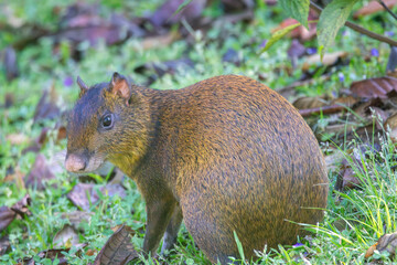 A Central American Agouti in Monteverde Costa Rica
