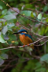 Close-up of a kingfisher
