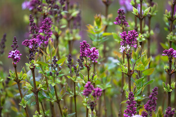 .photographs of flowers with nature and color, beauty and delicacy of each petal in its maximum splendor.