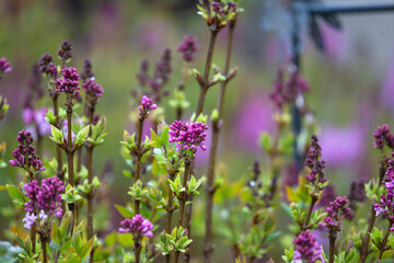 .photographs of flowers with nature and color, beauty and delicacy of each petal in its maximum splendor.