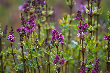 Obraz premium .photographs of flowers with nature and color, beauty and delicacy of each petal in its maximum splendor.
