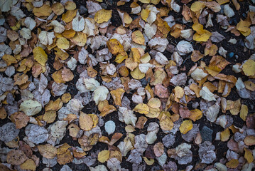 Autumn Leaves on the Ground