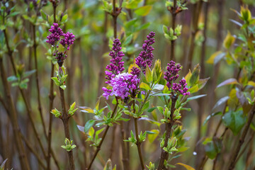 .photographs of flowers with nature and color, beauty and delicacy of each petal in its maximum splendor.