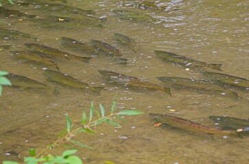 Fish Swimming in a Clear Stream