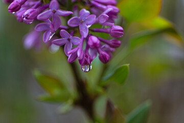 .photographs of flowers with nature and color, beauty and delicacy of each petal in its maximum splendor.