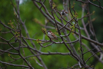 .photographs of flowers with nature and color, beauty and delicacy of each petal in its maximum splendor.