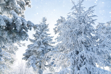 Snow covered trees. Winter forest.