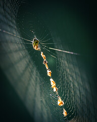 Oak spider on web