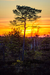 sunset in the forest