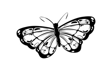 Isolated street tattoo black and white illustration of a butterfly with detailed wings, designed in a bold street art and flash tattoo style. Simple elegance of the butterfly. Vector illustration
