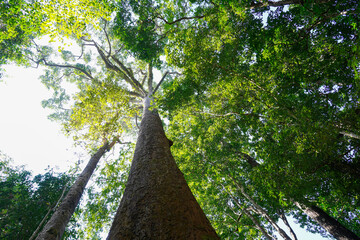 Fototapeta premium tree with sun rays in the forest