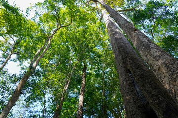 Fototapeta premium tree with sun rays in the forest