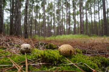 Cogumelos da Floresta de Moçambique Florianópolis