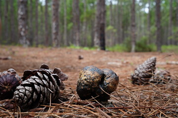 Cogumelos da Floresta de Moçambique Florianópolis