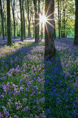 Sunlight streaming in to bluebell wood with beech trees, Hampshire, England, United Kingdom, Europe