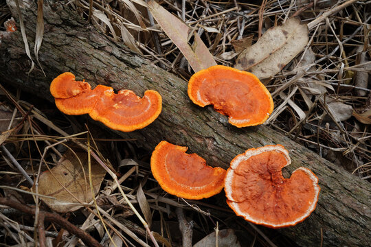 Cogumelos Pycnoporus Sanguineus - Galhos &Aacute;rvore - Florian&oacute;polis